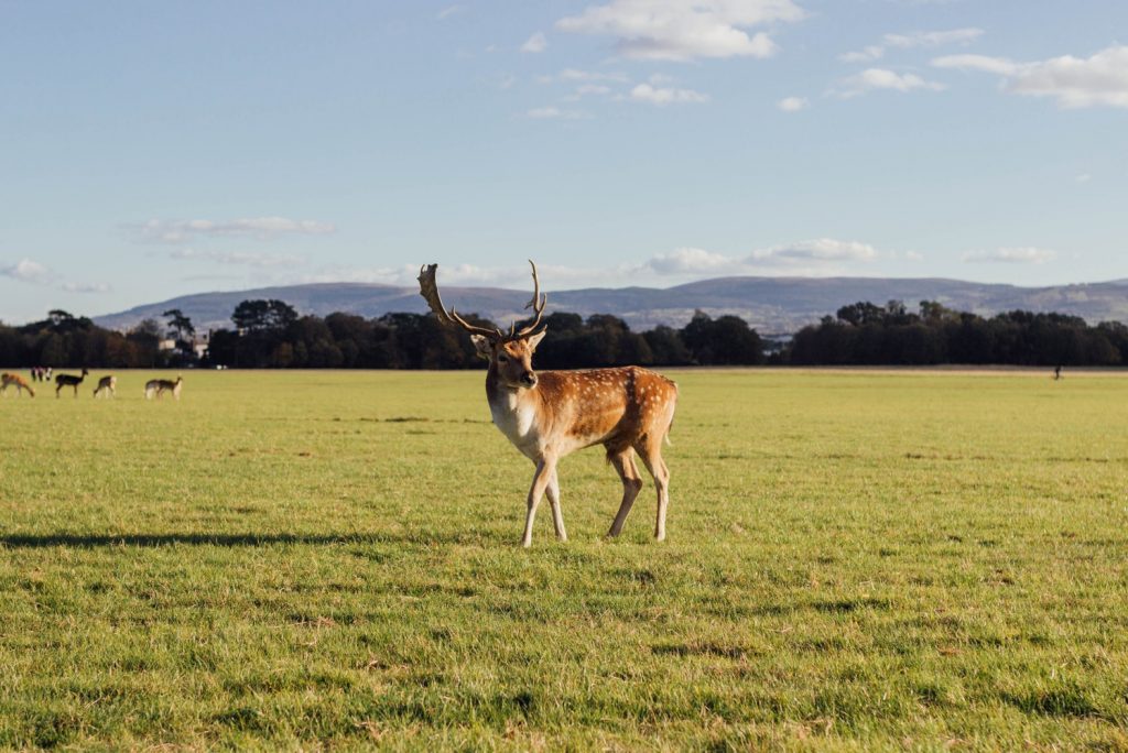 Deer in the Phoenix Park, Dublin