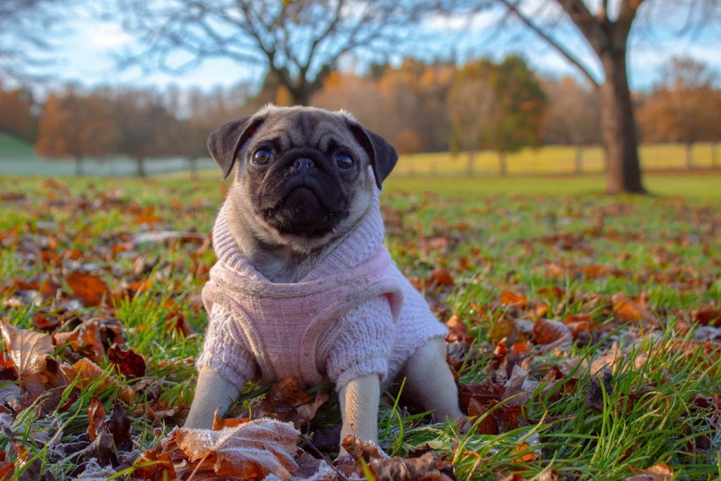 Pug seats on leaves in the St Anne's Park
